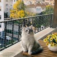 British Longhair, Kedi Alfa fotoğrafı