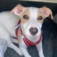 Jack Russell Terrier, Köpek Begi fotoğrafı