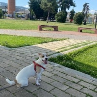 Jack Russell Terrier, Köpek Begi fotoğrafı