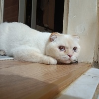 Scottish Fold, Kedi Tarçın fotoğrafı