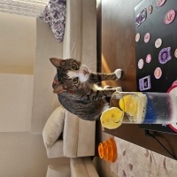 Tekir Kedi, Kedi Fiko fotoğrafı