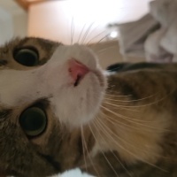 Tekir Kedi, Kedi Fiko fotoğrafı