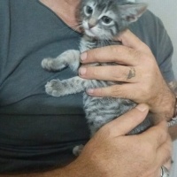 Tekir Kedi, Kedi Şüküfe ve fidan fotoğrafı