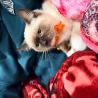 Ragdoll, Kedi Mars fotoğrafı