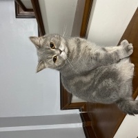 British Longhair, Kedi Bal kız fotoğrafı