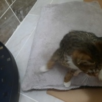 Tekir Kedi, Kedi Yumak fotoğrafı