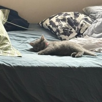 British Shorthair, Kedi luna fotoğrafı