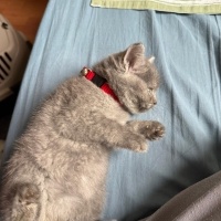 British Shorthair, Kedi luna fotoğrafı