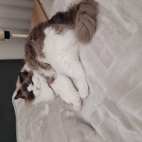 Ragdoll, Kedi Nicka fotoğrafı