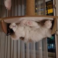 Ragdoll, Kedi Nicka fotoğrafı