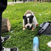 Amerikan Bulldog, Köpek Köfte fotoğrafı