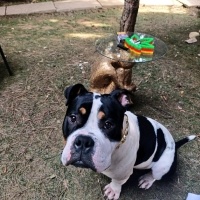 Amerikan Bulldog, Köpek Köfte fotoğrafı