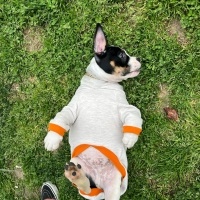 Amerikan Bulldog, Köpek Köfte fotoğrafı