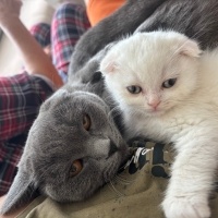 Scottish Fold, Kedi Pamuk fotoğrafı