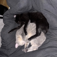 Scottish Fold, Kedi Dudu fotoğrafı