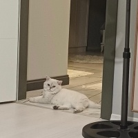 British Shorthair, Kedi Kartanesi fotoğrafı