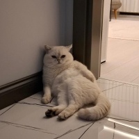 British Shorthair, Kedi Kartanesi fotoğrafı