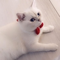 British Shorthair, Kedi Kartanesi fotoğrafı