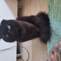 Scottish Fold, Kedi Köfte fotoğrafı