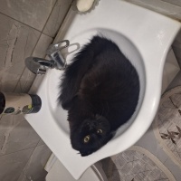 Scottish Fold, Kedi Köfte fotoğrafı