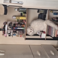 Scottish Fold, Kedi Mia fotoğrafı