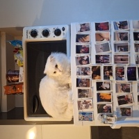 Scottish Fold, Kedi Mia fotoğrafı