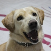 Golden Retriever, Köpek Liza fotoğrafı