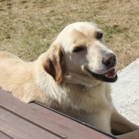 Golden Retriever, Köpek Liza fotoğrafı