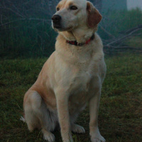 Golden Retriever, Köpek Liza fotoğrafı