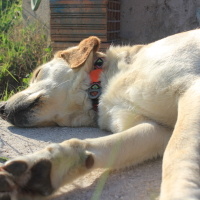 Golden Retriever, Köpek Liza fotoğrafı