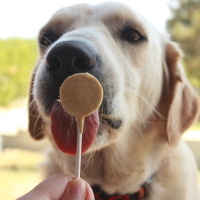 Golden Retriever, Köpek Liza fotoğrafı