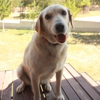 Golden Retriever, Köpek Liza fotoğrafı
