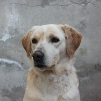 Golden Retriever, Köpek Liza fotoğrafı