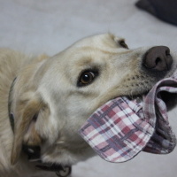 Golden Retriever, Köpek Liza fotoğrafı
