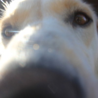 Golden Retriever, Köpek Liza fotoğrafı