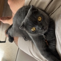 Scottish Fold, Kedi Bihter fotoğrafı