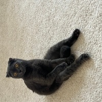 Scottish Fold, Kedi Bihter fotoğrafı