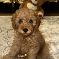 Poodle(Standart Kaniş), Köpek Babu fotoğrafı
