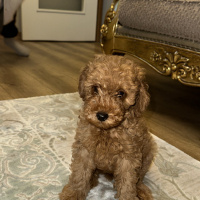 Poodle(Standart Kaniş), Köpek Babu fotoğrafı