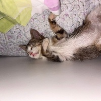 Tekir Kedi, Kedi Yumoş fotoğrafı