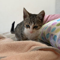 Tekir Kedi, Kedi Yumoş fotoğrafı