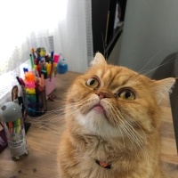 British Longhair, Kedi Tarçın fotoğrafı