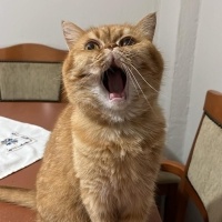 British Longhair, Kedi Tarçın fotoğrafı
