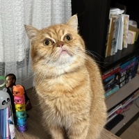 British Longhair, Kedi Tarçın fotoğrafı
