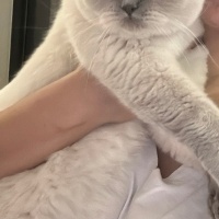 British Shorthair, Kedi Ciro fotoğrafı