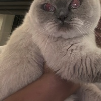 British Shorthair, Kedi Ciro fotoğrafı