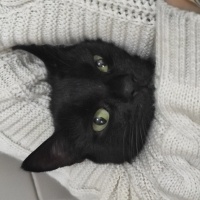 Havana Brown, Kedi Nxy fotoğrafı