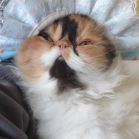 İran Kedisi (Persian), Kedi Hera fotoğrafı