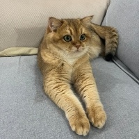 British Shorthair, Kedi Tombi fotoğrafı