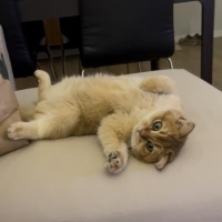 British Shorthair, Kedi Tombi fotoğrafı